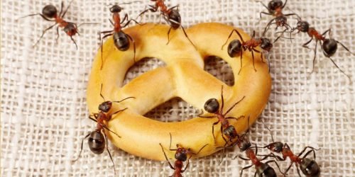 283703-النمل-يجتمع-على-قطع-الطعام